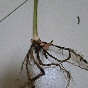 Lesser Galangal Rhizome