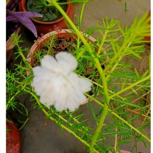 White Naubjiya /Moss With 5 Stems To Translant