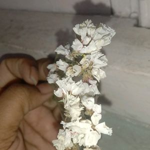 white dry flower