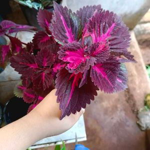 Coleus Plant