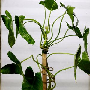 Philodendron Burle Marx [L]