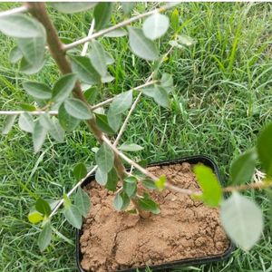 Long Stain Live  Henna Plant