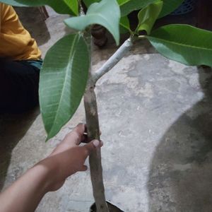 Champa Plant With Rooted