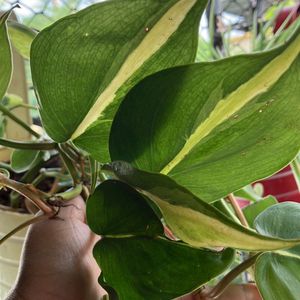 Pothos Plant