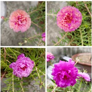 Four Colours Of Portulaca Flower Cutting