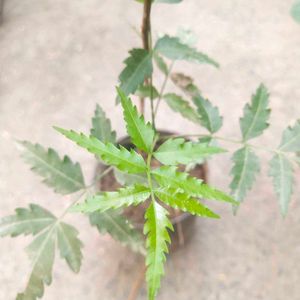 Healthy Neem Plant With Root