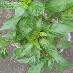 Green And Red Chilli 🌱Plant