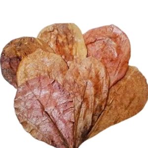 Natural Indian Almond Leaves