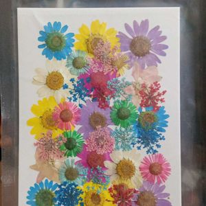 Pressed Flowers