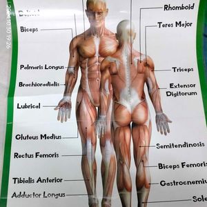 Muscular System - Human Body Charts