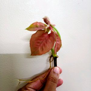 Pink Synchonium Well Rooted Baby Plants (4)