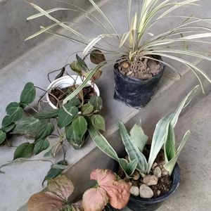 Mix Plants Offer