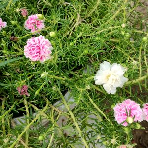 Portulaca Plant