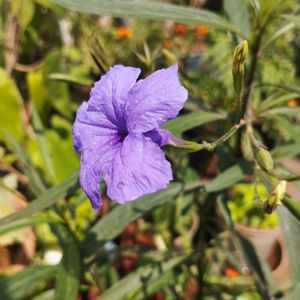 Purple 💜 Ruellia Tuberosa Plant Saplings