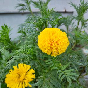 Yellow African Marigold