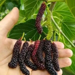 Hybrid Mulberry Plant