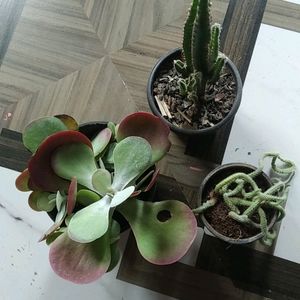 Combo Succulent & Cactus Rare Variety Live Plant