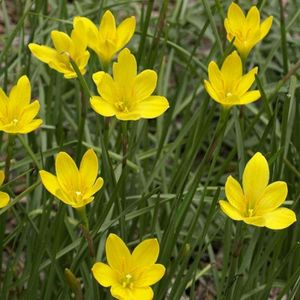 15 Bulbs - Rain Lily Yellow Zephyranthus Sulphurea