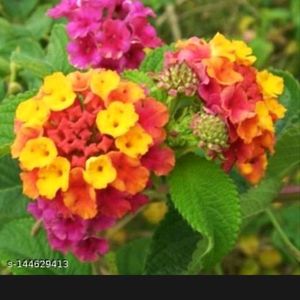 Lantana Plant