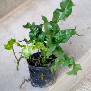 Air Purifying 2 Types Fern N Aralia Plant