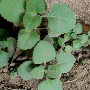 HEALTHY AJWAIN LEAF PLANT