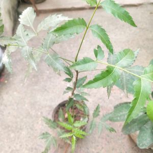 Healthy Neem Plant With Root