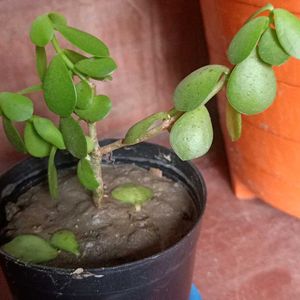 Jade Plant