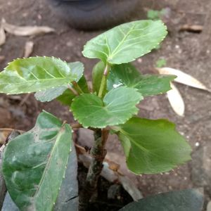 Home Decor Polyscias scutellaria Plant