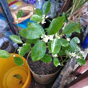 Mini Japanese Orange Plant