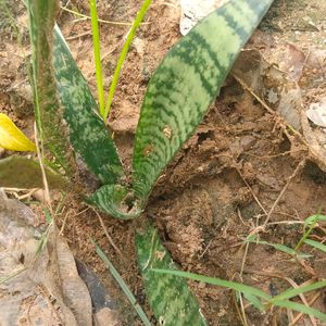 Baby Snake Plant