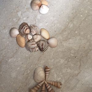 Shells To Distress