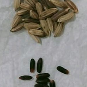 Kanakambrum Seeds