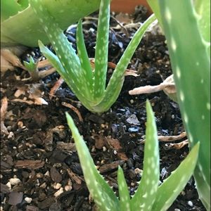 Aloevera Plant