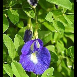 Flowering Seeds