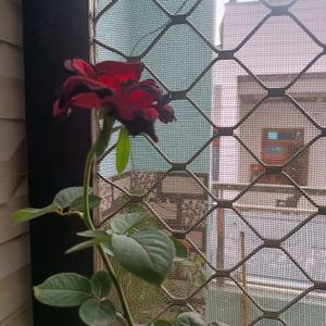 Rose / Gulab / hybrid plant / grafted