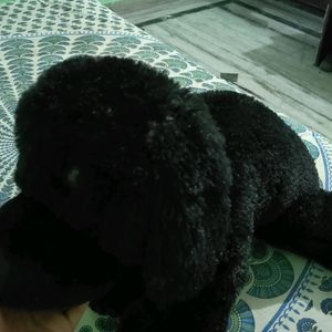 Soft Toy (Dog)