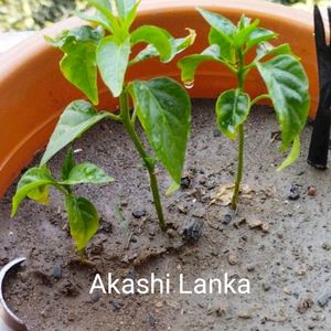 ⚠️ Living Chilli Plant ⚠️ RARE AKASHI LANKA!!!...
