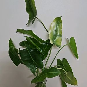 Philodendron Burl Maxx 3 Plants