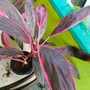 American Cordyline Fruticosa Plant Exported