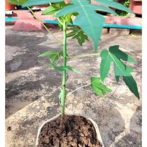 Combo 2 Papaya Plant