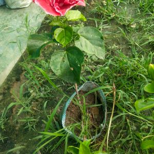 Taiwan Hibiscus Flower Plant With Root