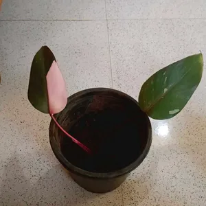 Pink Princess Philodendron And Ring Of Fire Plant