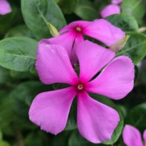 Pink Beautiful Sadabhaar Flower Plants