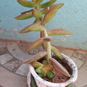 Succulents in Handpainted mudpot