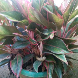 Aglaonema 3 Types Of Live Plant