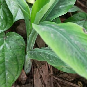 Dwarf Banana Plant