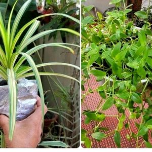 Pack 2 Turtle Vine & Pandanus veitchii Plant 🌵