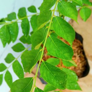 Curry Leaf/meetha Neem Big Rooted Plant