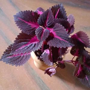 Coleus Plant With Pot