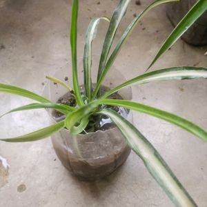 Combo Of 4 Variety Spider Plant With Root